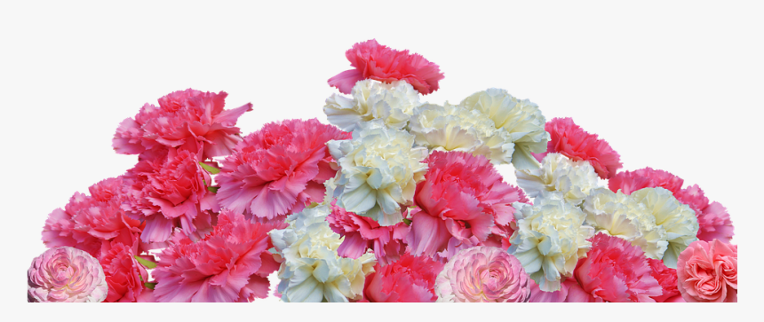 Transparent Pink Carnation Clipart - Carnation, HD Png Download, Free Download