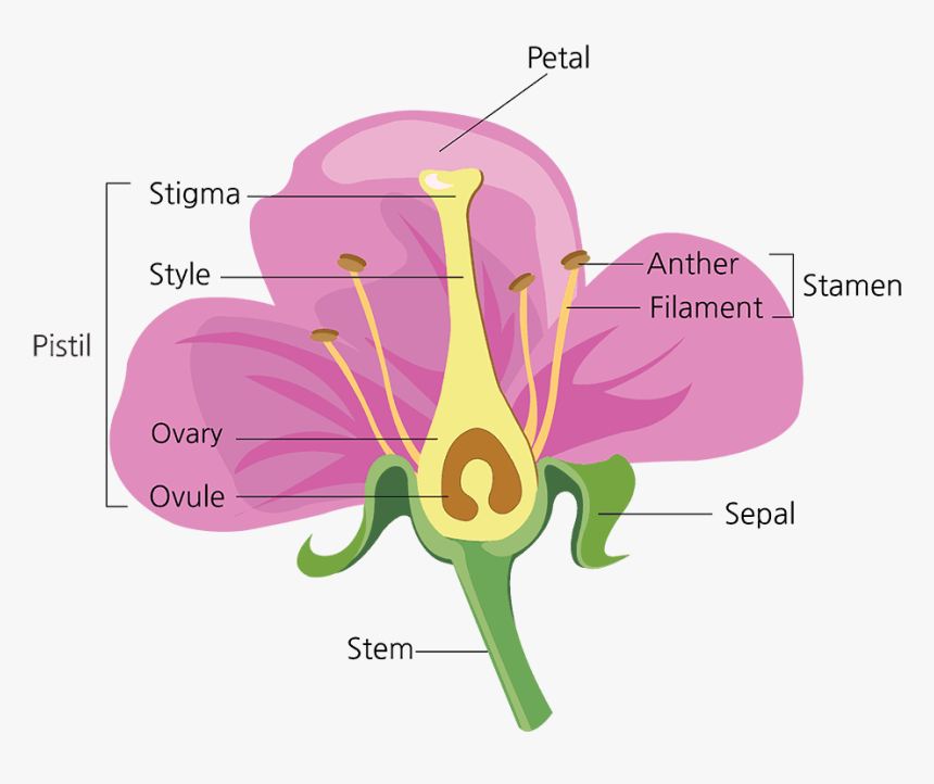 Parts Of A Flower - Diagram Of A Flower Fill In The Blanks, HD Png Download, Free Download