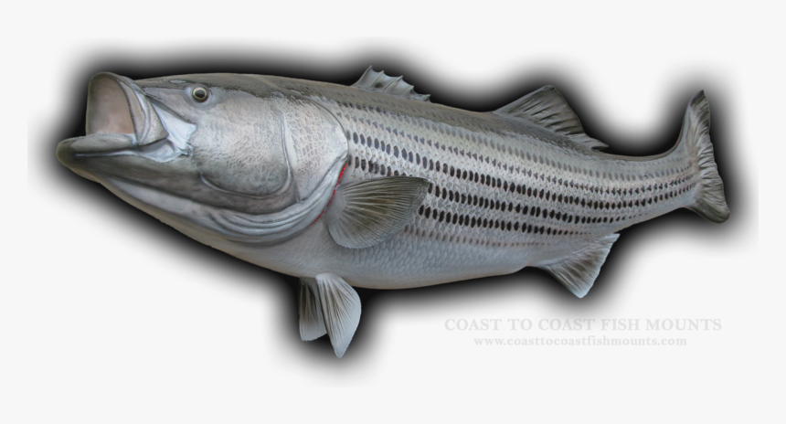 Striped Bass Png - Striper Bass, Transparent Png, Free Download