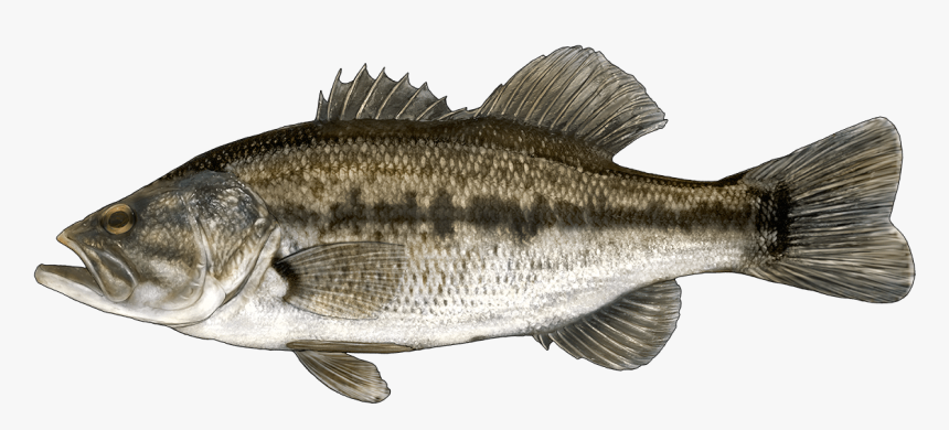 Large Mouth Black Bass, HD Png Download, Free Download