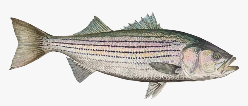 Striper Bass, HD Png Download, Free Download