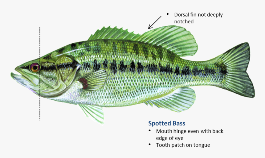 Spotted Bass - Hinge On A Fish, HD Png Download, Free Download