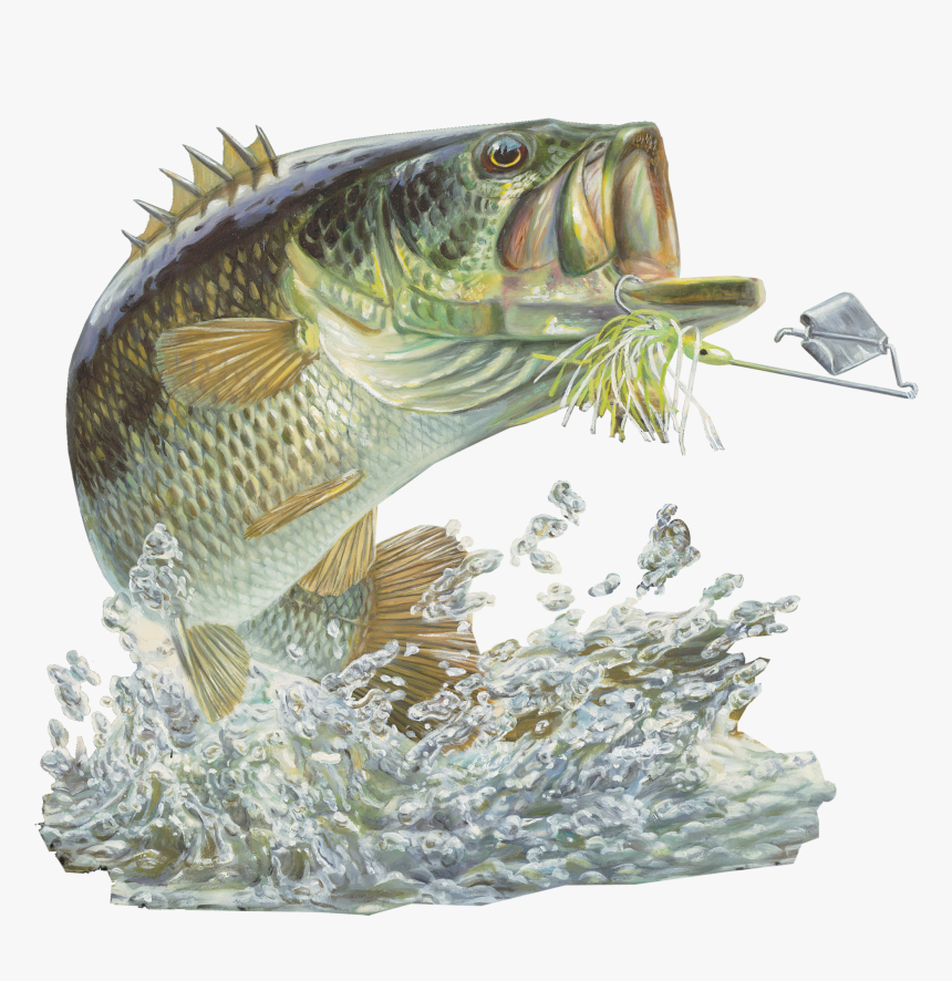 Fish Large Mouth Bass, HD Png Download, Free Download