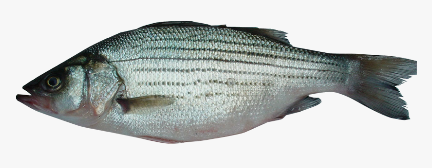 Striper Bass, HD Png Download, Free Download