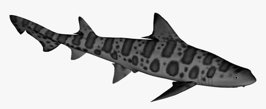 Leopard Shark Transparent, HD Png Download, Free Download