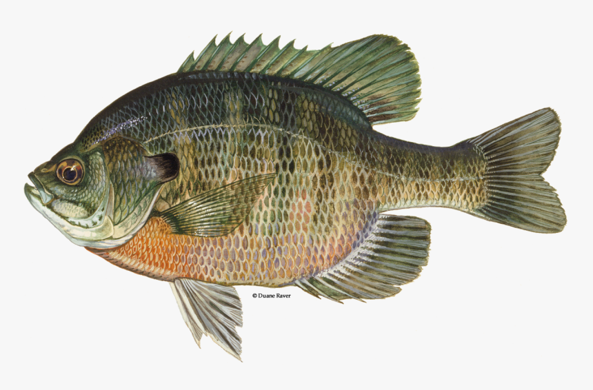 Illustration Of A Bluegill - Bluegill Fish, HD Png Download, Free Download