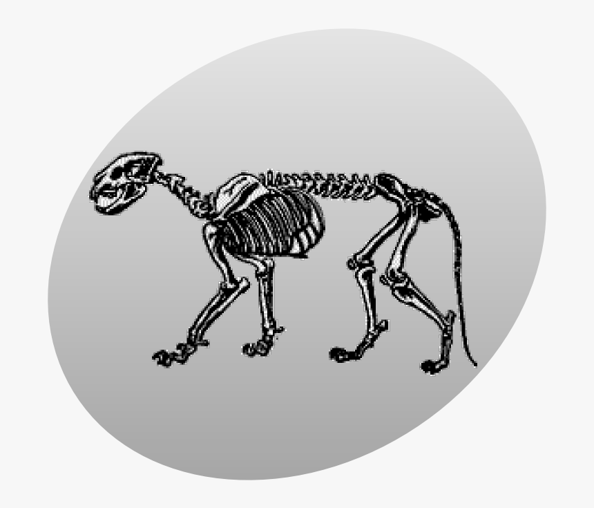 P Leo Skeleton Grey - Skeleton Cougar, HD Png Download, Free Download