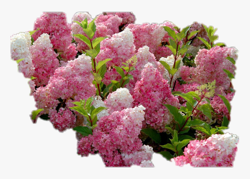 #hydrangea #raspberryice #bush #pink/white
#sticker - Flowering Shrubs, HD Png Download, Free Download