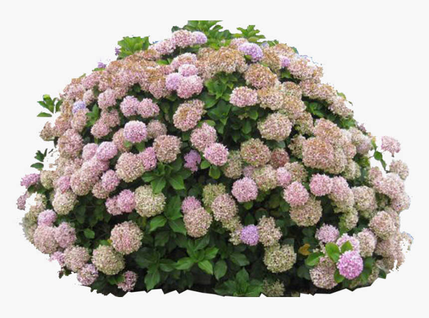 Clip Art Hydrangea Bush, HD Png Download, Free Download