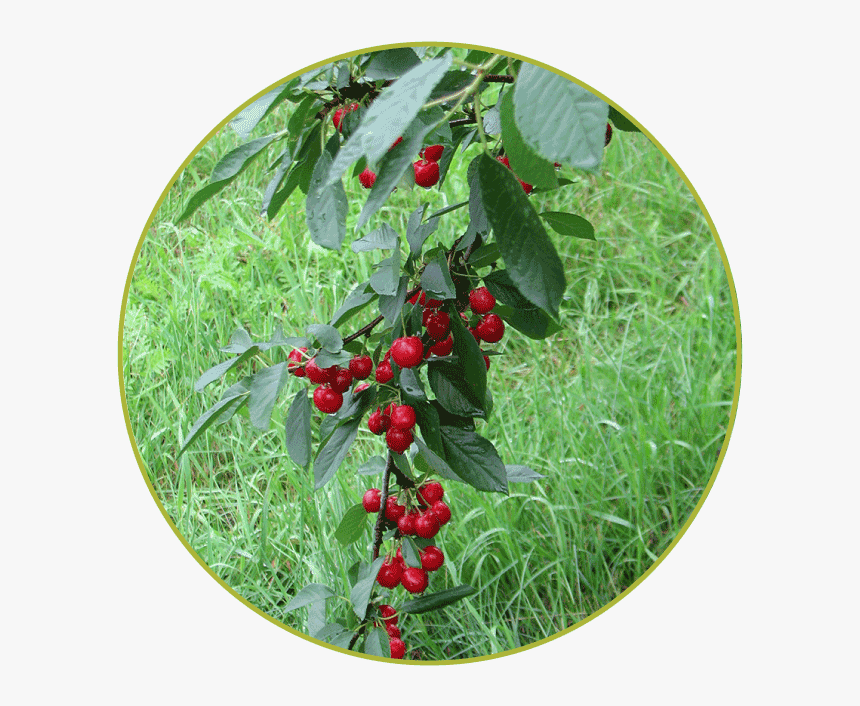 Hollyleaf Cherry, HD Png Download, Free Download