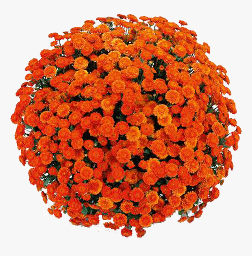 Belgian Mums® Izola Orange - Common Zinnia, HD Png Download, Free Download