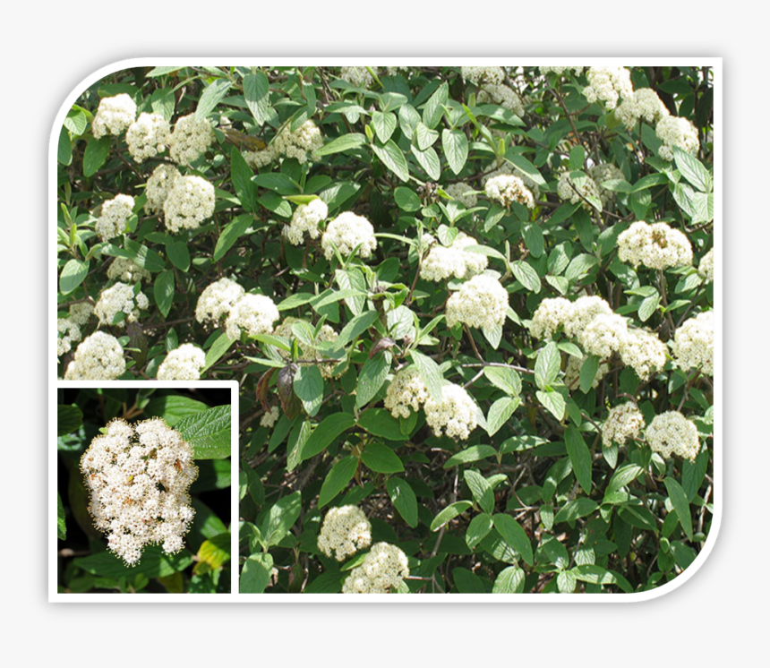 Picture - Allegheny Viburnum, HD Png Download, Free Download