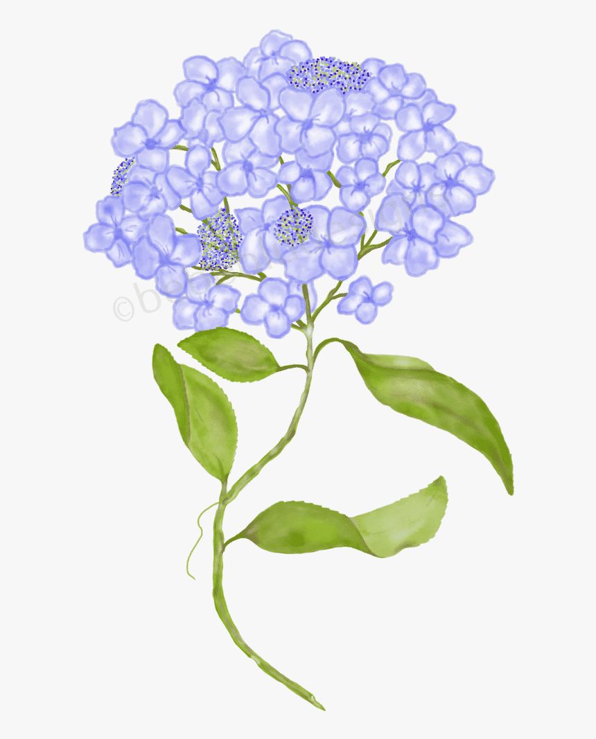 Hydrangea With Beads - Hydrangea, HD Png Download, Free Download