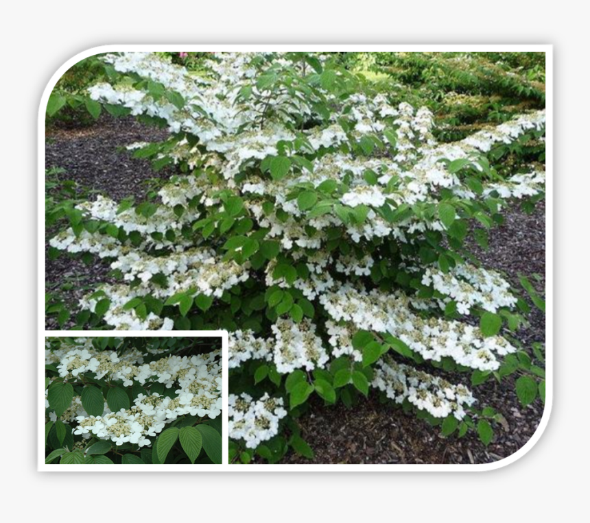 Picture - Viburnum Plicatum Lanarth, HD Png Download, Free Download