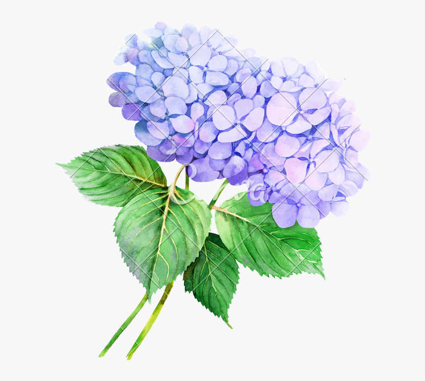 Hydrangea - Watercolor Flowers Purple Hydrangea, HD Png Download, Free Download