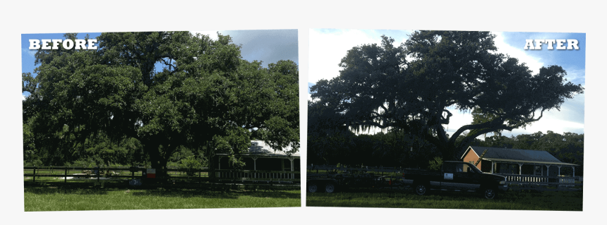 Tree Trimming Service Victoria Texas - Tree, HD Png Download, Free Download