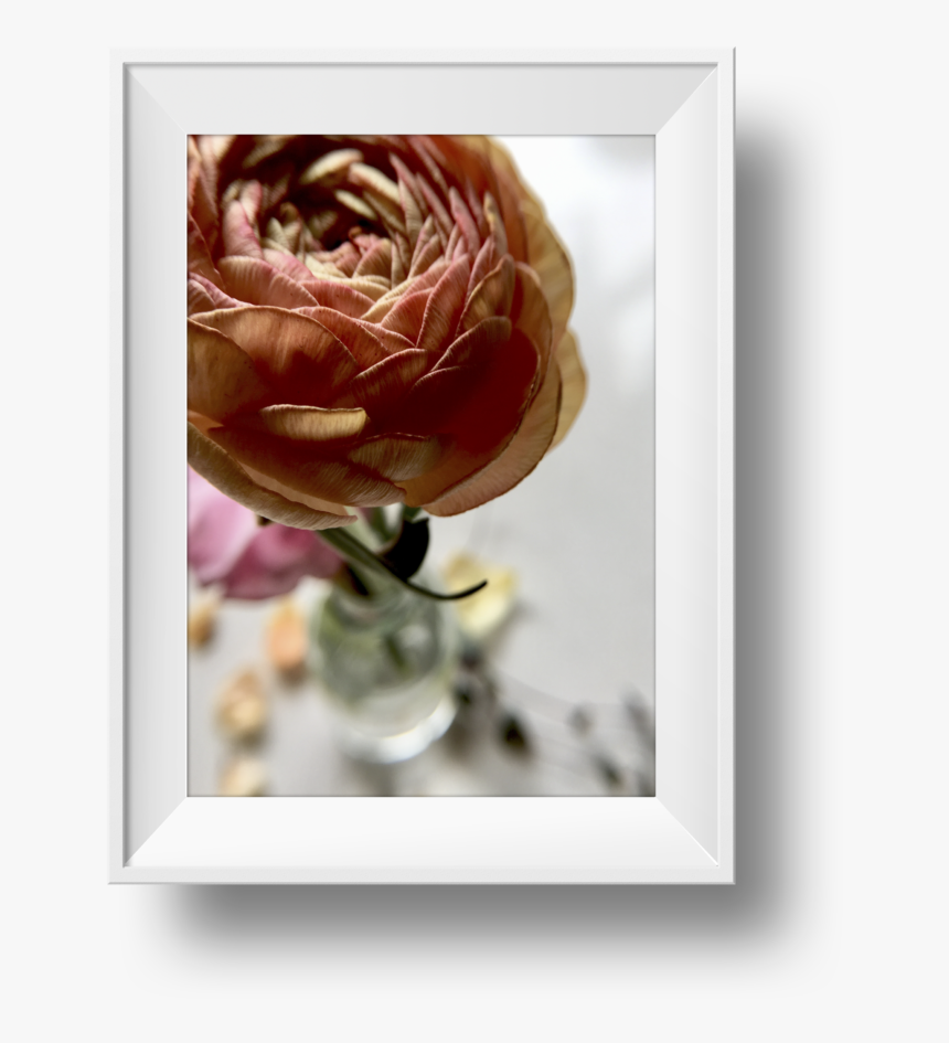 Ranunculus-1 - Garden Roses, HD Png Download, Free Download