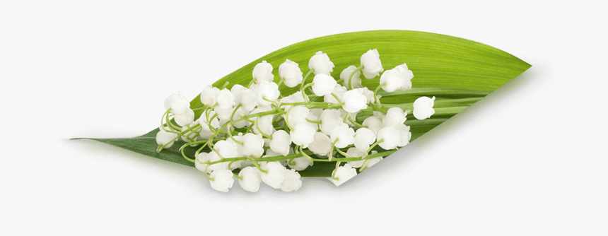 Transparent Bouquet Lily Of The Valley Png, Png Download, Free Download