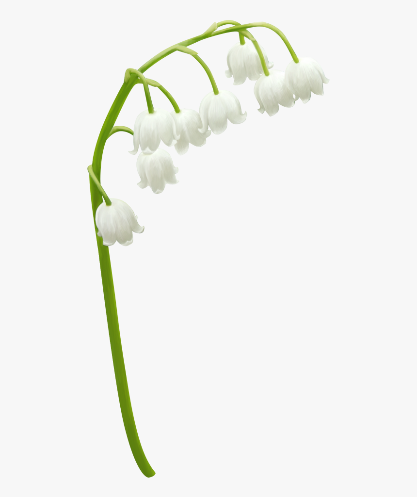 Transparent Lily Of The Valley Png - Lily Of The Valley Png, Png Download, Free Download