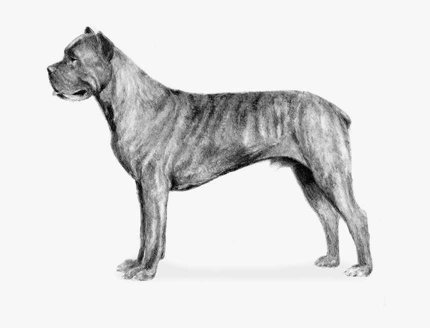 Transparent Mastiff Png - Cane Corso Gray Brindle, Png Download, Free Download