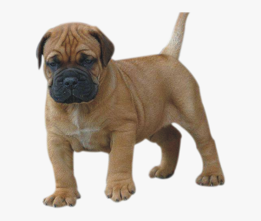 Transparent Mastiff Png - Ori-pei, Png Download, Free Download