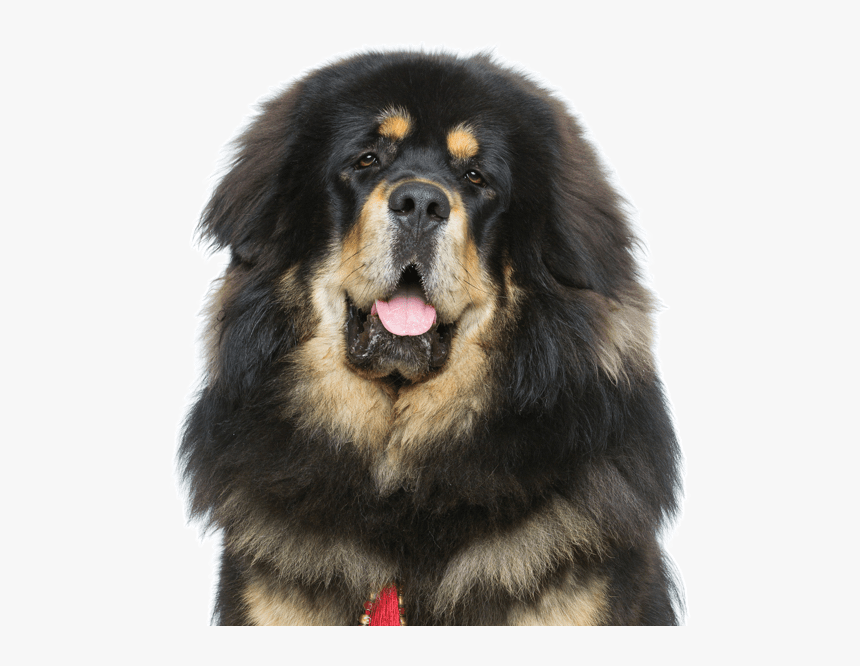 Cute Tibetan Mastiff, HD Png Download, Free Download
