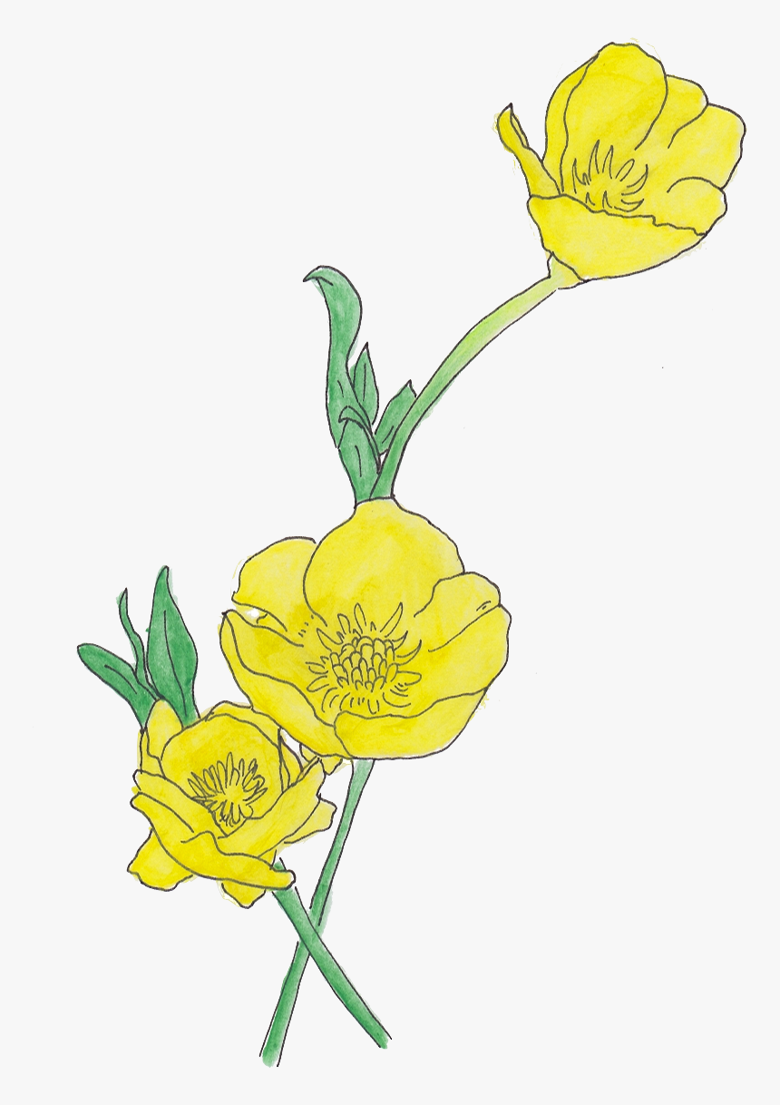 Transparent Buttercup Clipart - Creeping Buttercup Flower Drawing, HD Png Download, Free Download