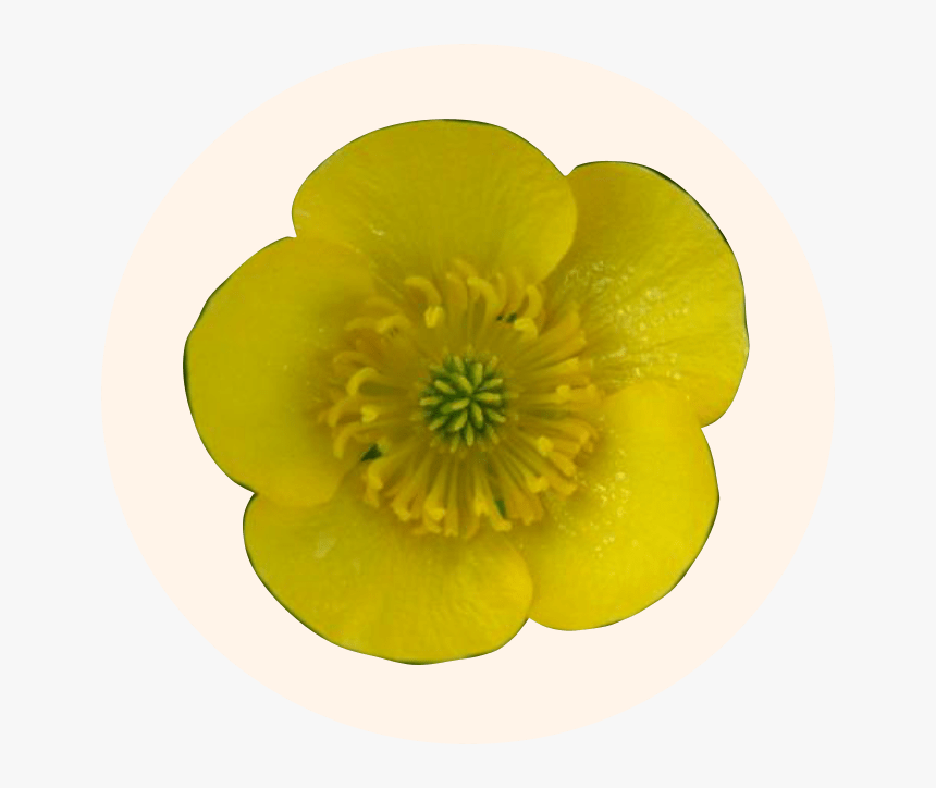 Ranunculus Repens, HD Png Download, Free Download