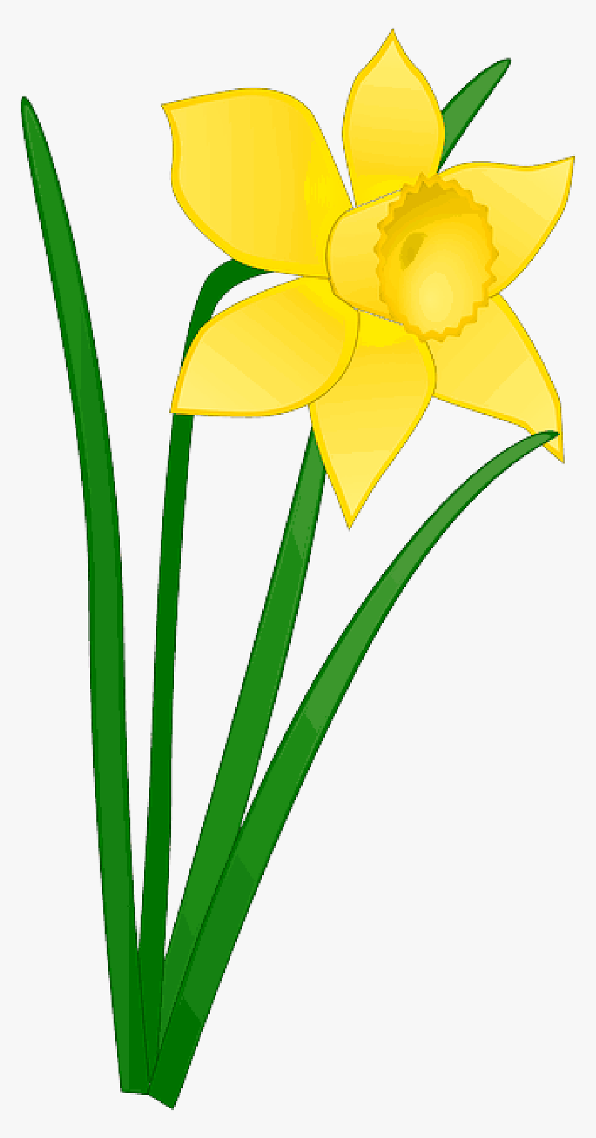 Daffodil Clipart Church Flower - Daffodil Clipart, HD Png Download, Free Download