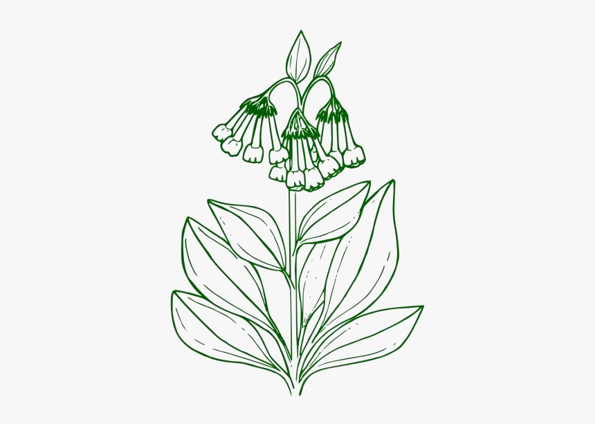 Buttercup Flower Png Transparent Images - Blue Bell Flower Coloring Pages, Png Download, Free Download