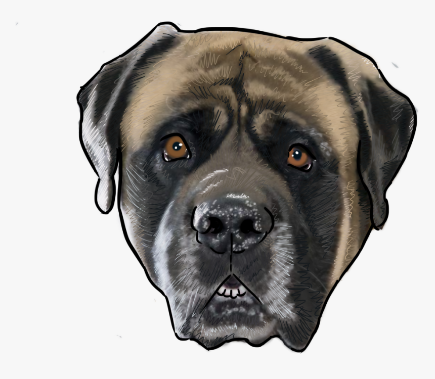 English Mastiff, HD Png Download, Free Download