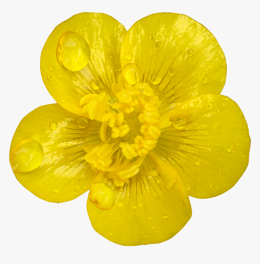 Buttercup, HD Png Download, Free Download