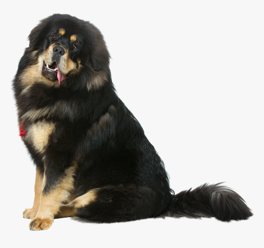 Tibetan Mastiff Transparent, HD Png Download, Free Download