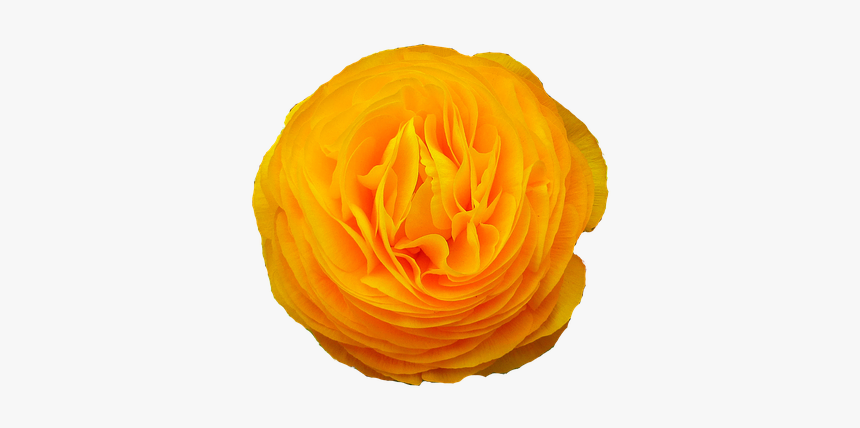 Flower, Yellow, Nature, Petals, Spring, Plant - Persian Buttercup, HD Png Download, Free Download