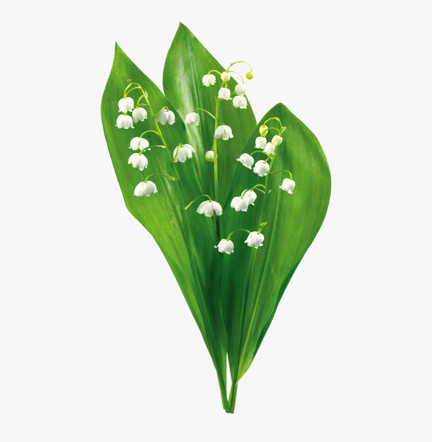 Transparent Lily Of The Valley Png - Png Картинки Ландыш, Png Download, Free Download