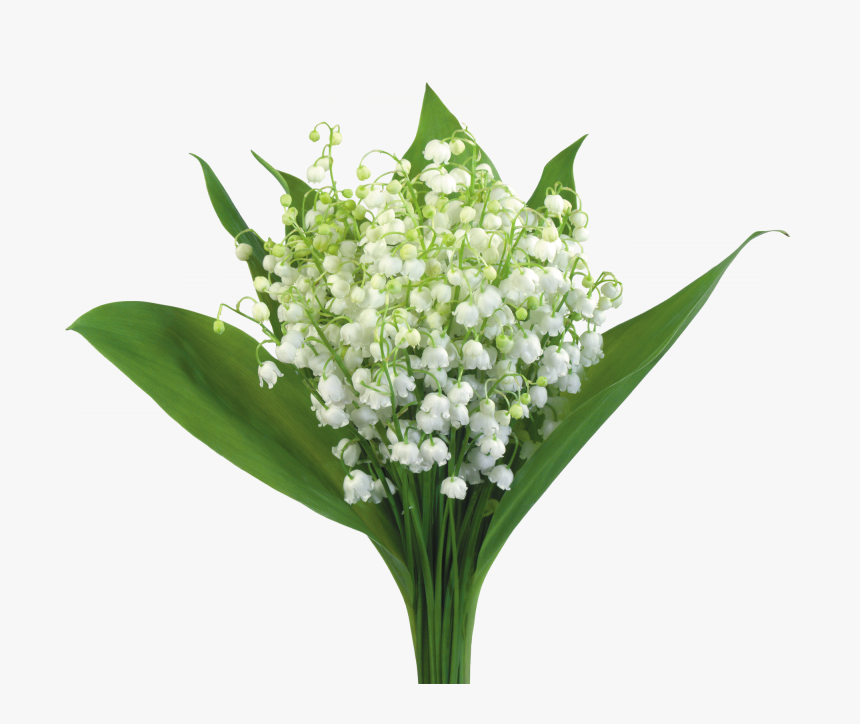 Muguet A Telecharger, HD Png Download, Free Download