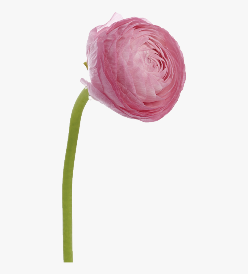 Persian Buttercup, HD Png Download, Free Download