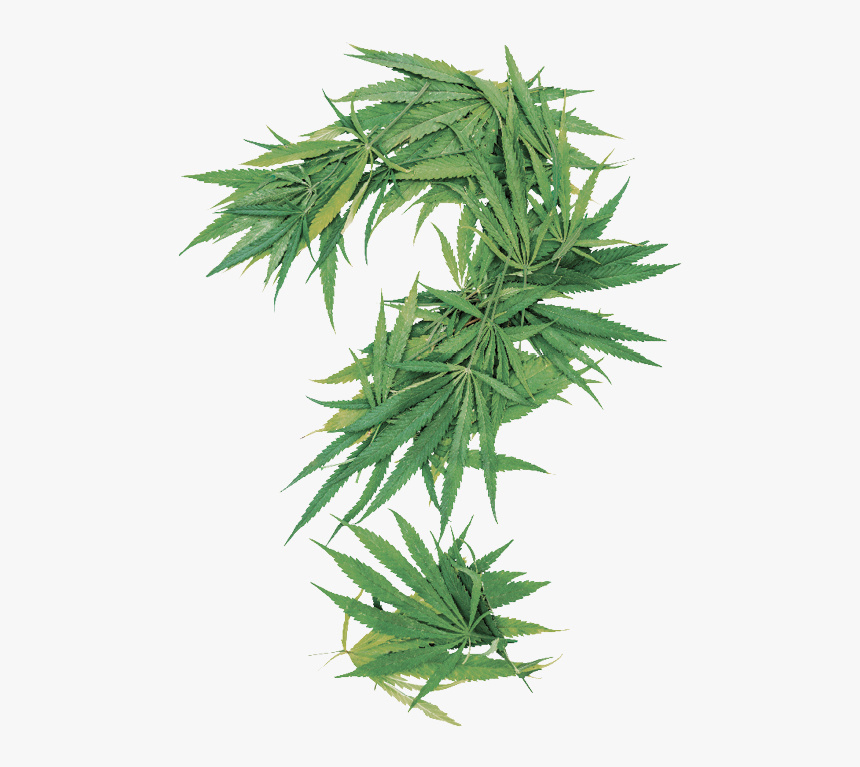 Cannabis Question, HD Png Download, Free Download