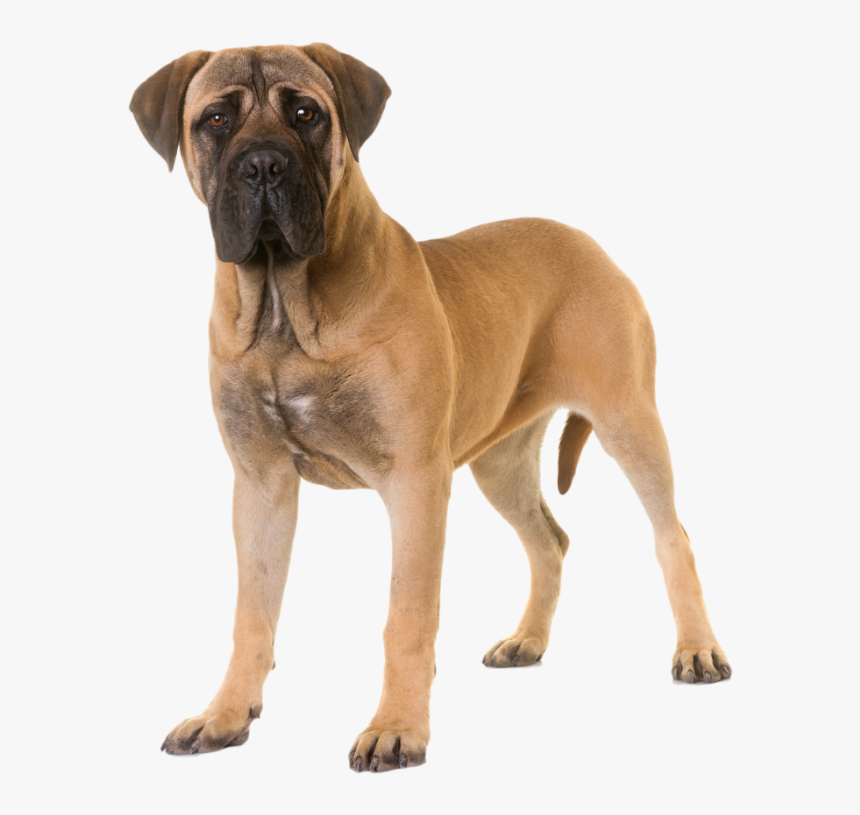 Bullmastiff - Therapy Dog Breeds, HD Png Download, Free Download