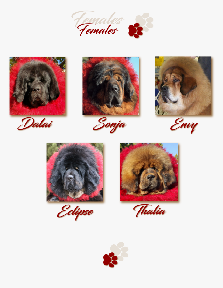 The Females - Ancient Dog Breeds, HD Png Download, Free Download