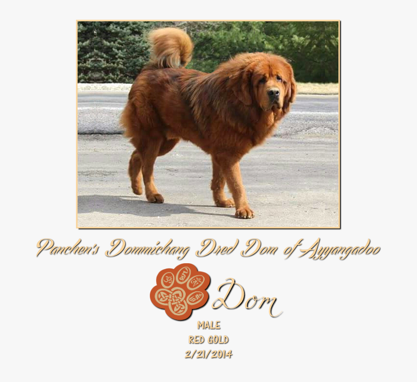 Panchens Dommichang Dred Dom Of Ayyangadoo - Ancient Dog Breeds, HD Png Download, Free Download