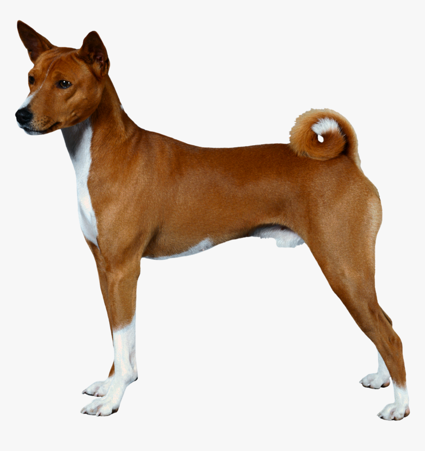 Dog Png - American Pitbull Terrier Side View, Transparent Png, Free Download
