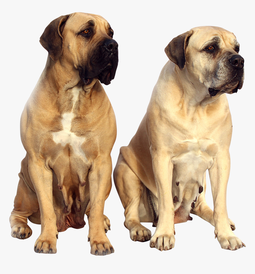 Dog Lost Weight Loose Skin, HD Png Download, Free Download