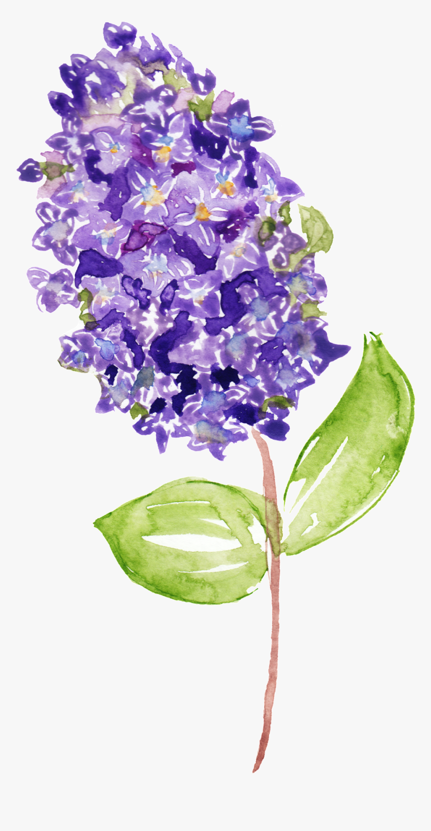 Purple Flower Branch Decoration Vector About Flowers,green - Hình Hoa Cẩm Tú Cầu, HD Png Download, Free Download