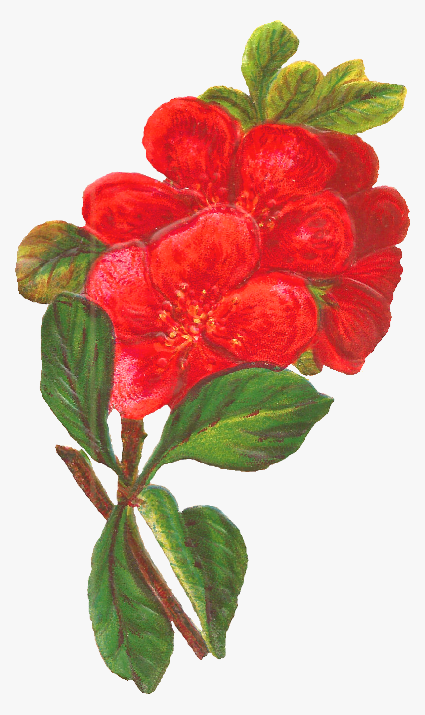 Botanical Art Flower Branch Illustration - Flower, HD Png Download, Free Download