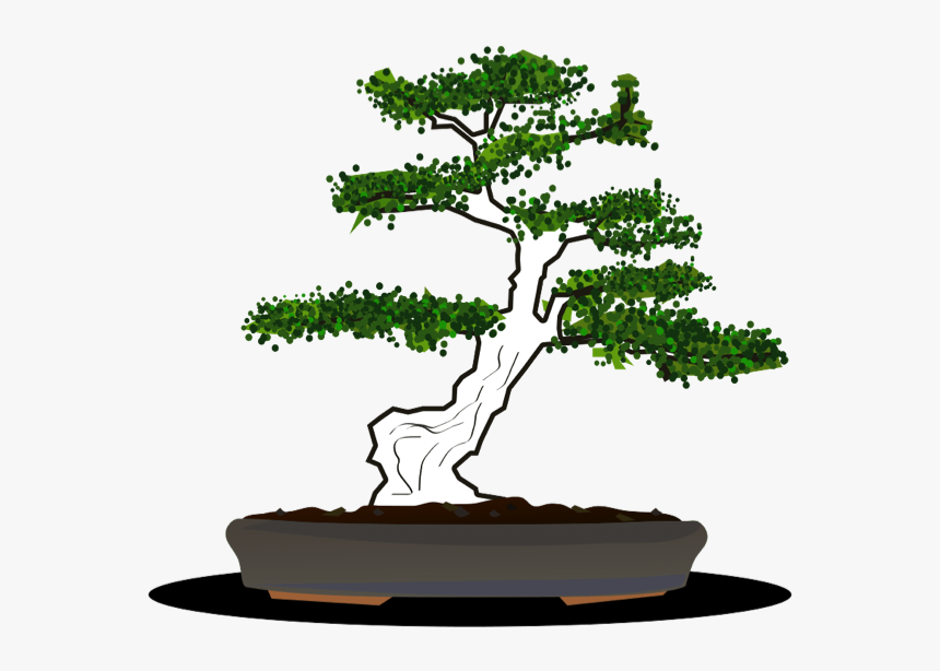 Japanese Fan Bonsai Tree Vector Free Hd Png Download Kindpng