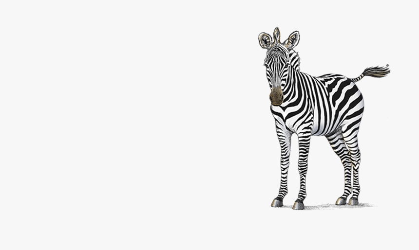 Petaluma Orthodontics - Zebras - Zebra, HD Png Download, Free Download