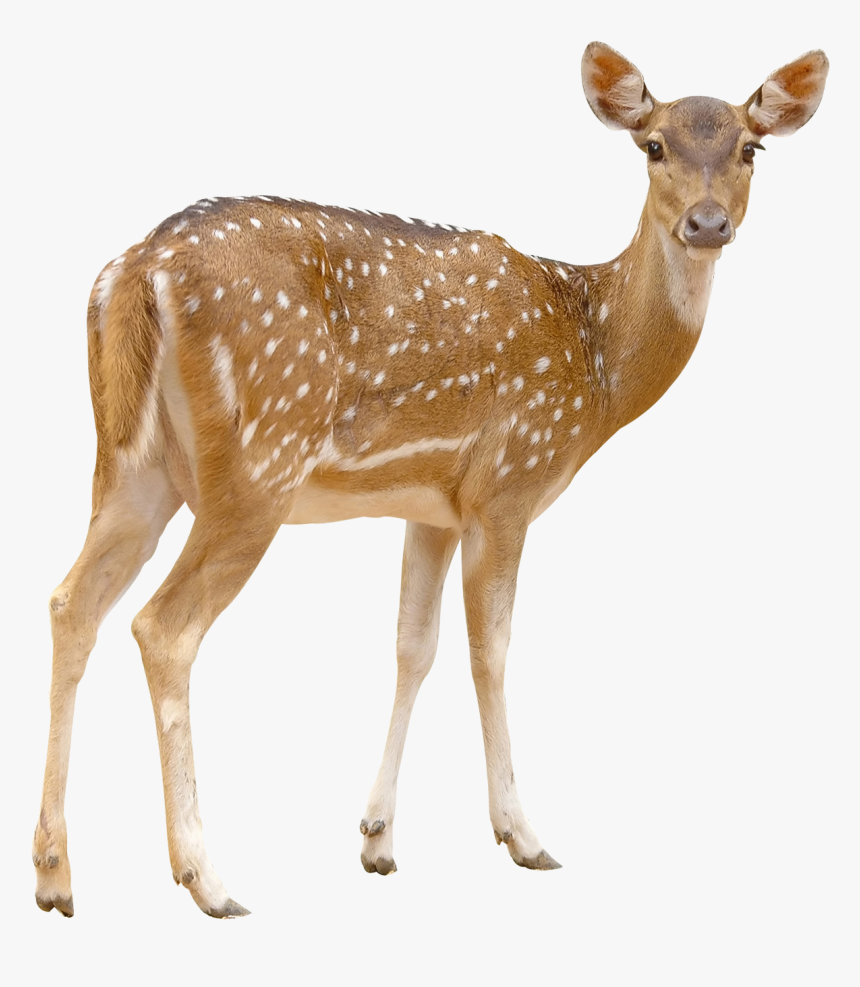 Deer Transparent Background, HD Png Download, Free Download