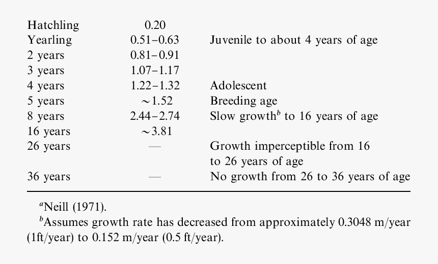 Alligator Age By Size, HD Png Download, Free Download