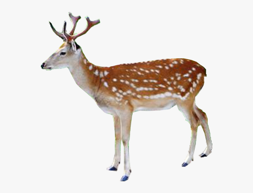 White-tailed Deer Red Deer Reindeer Elk - Deer, HD Png Download, Free Download